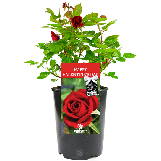 HAPPY VALENTINE'S DAY - Happy Valentine's Day Rose Bush