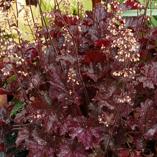 Heuchera Blackberry Crisp (9cm)