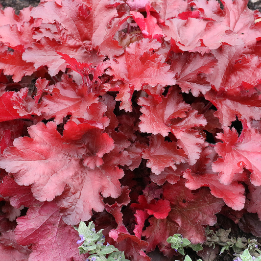 Heuchera Forever Red (9cm)