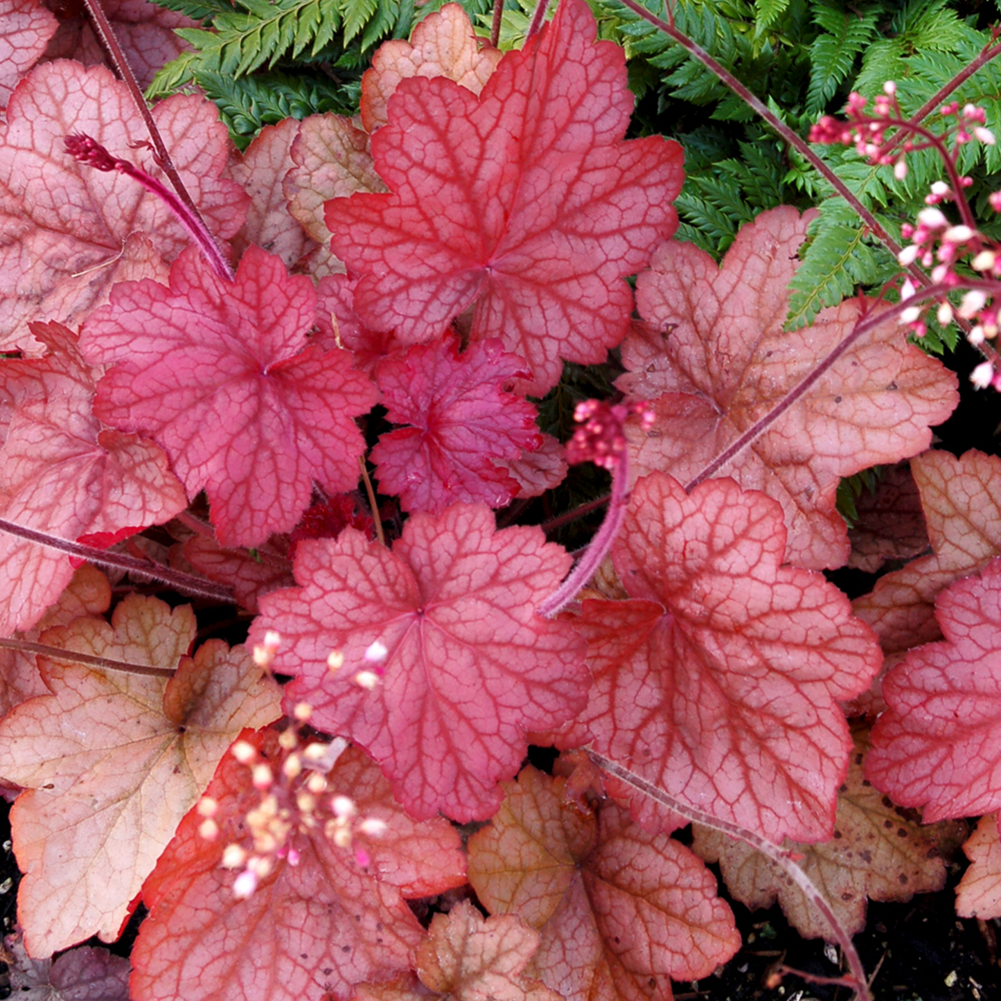 Heuchera Georgia Peach (9cm)