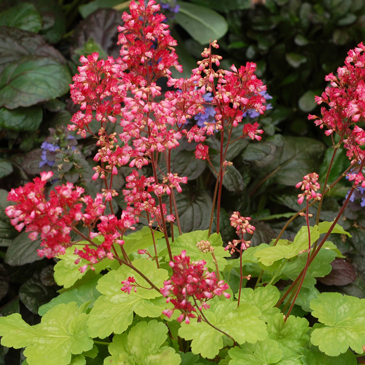 Heuchera Sweet Tart (9cm)