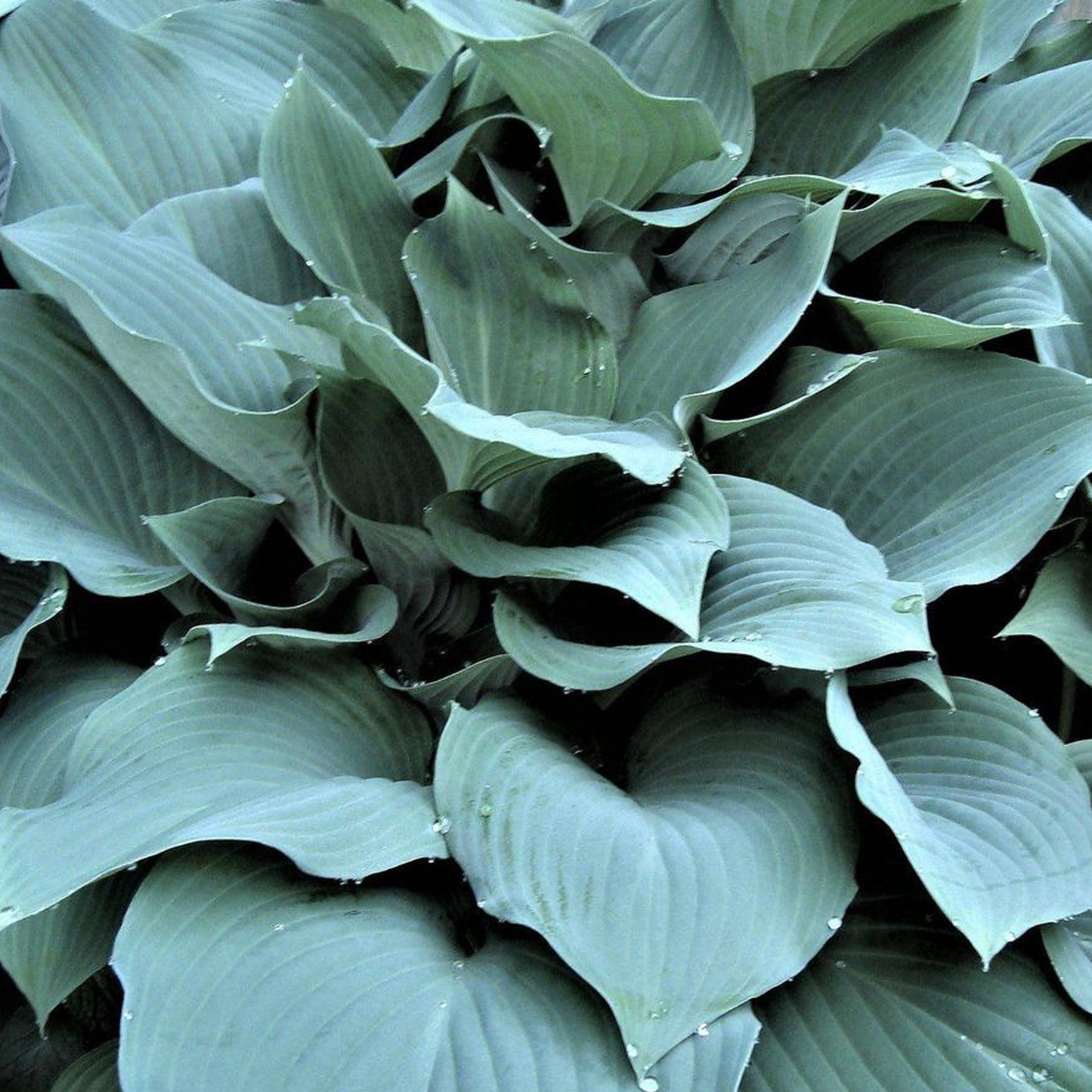 Hosta Blue Angel (9cm)