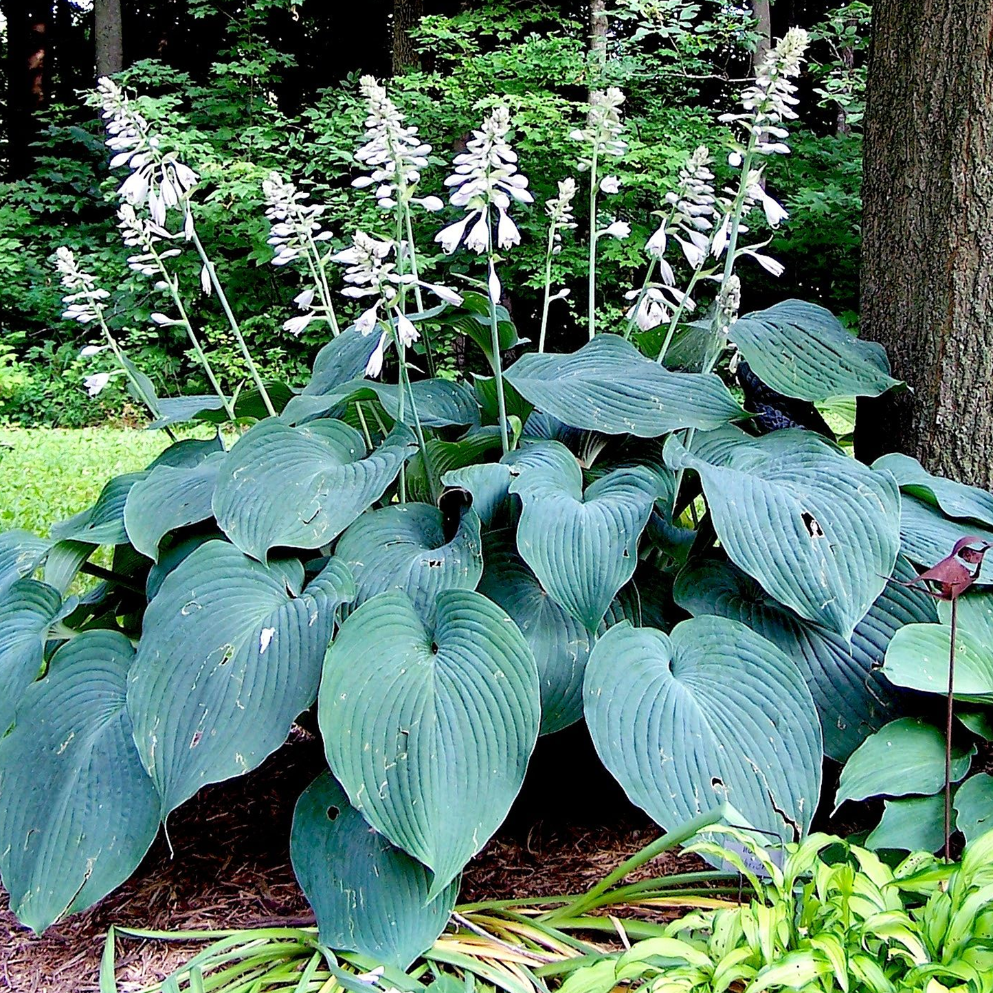 Hosta Blue Angel (9cm)