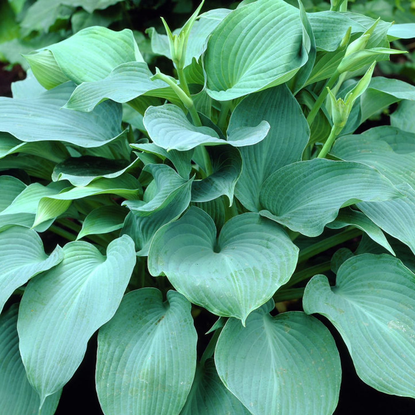 Hosta Blue Angel (9cm)