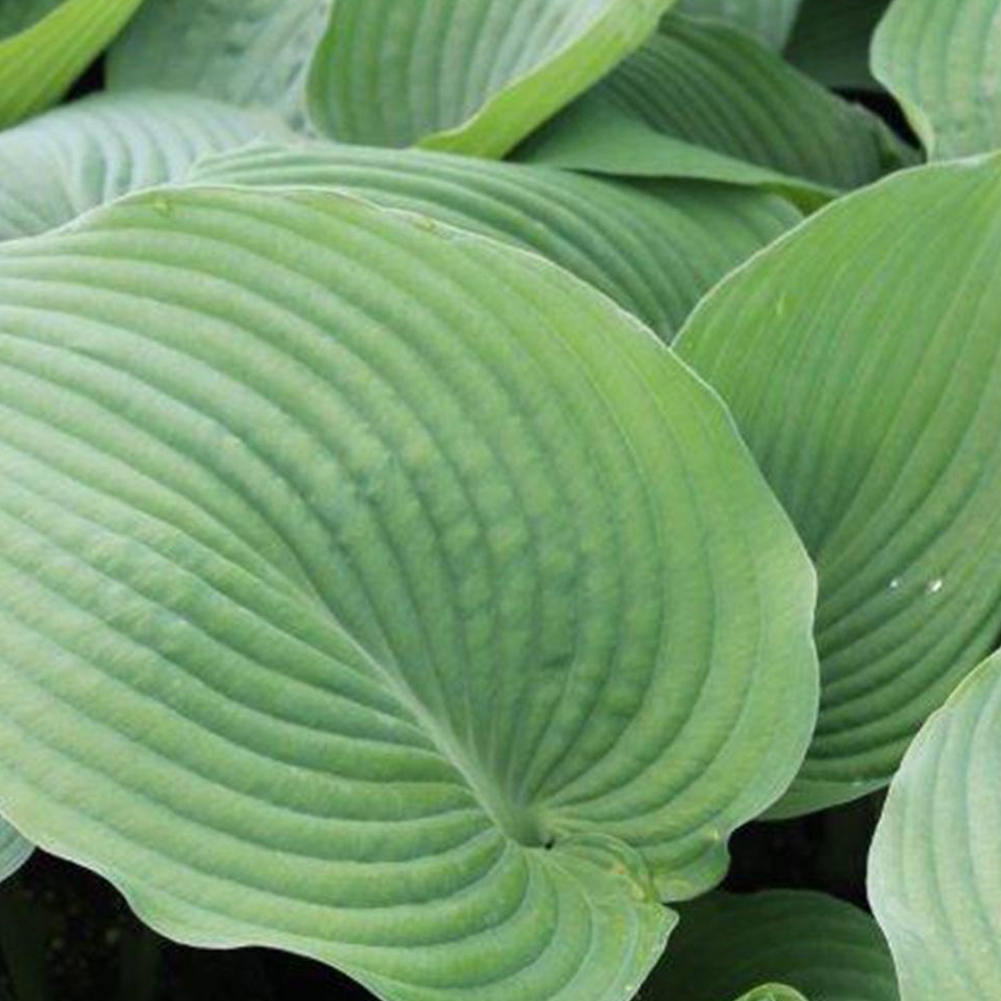 Hosta Blue Angel (9cm)