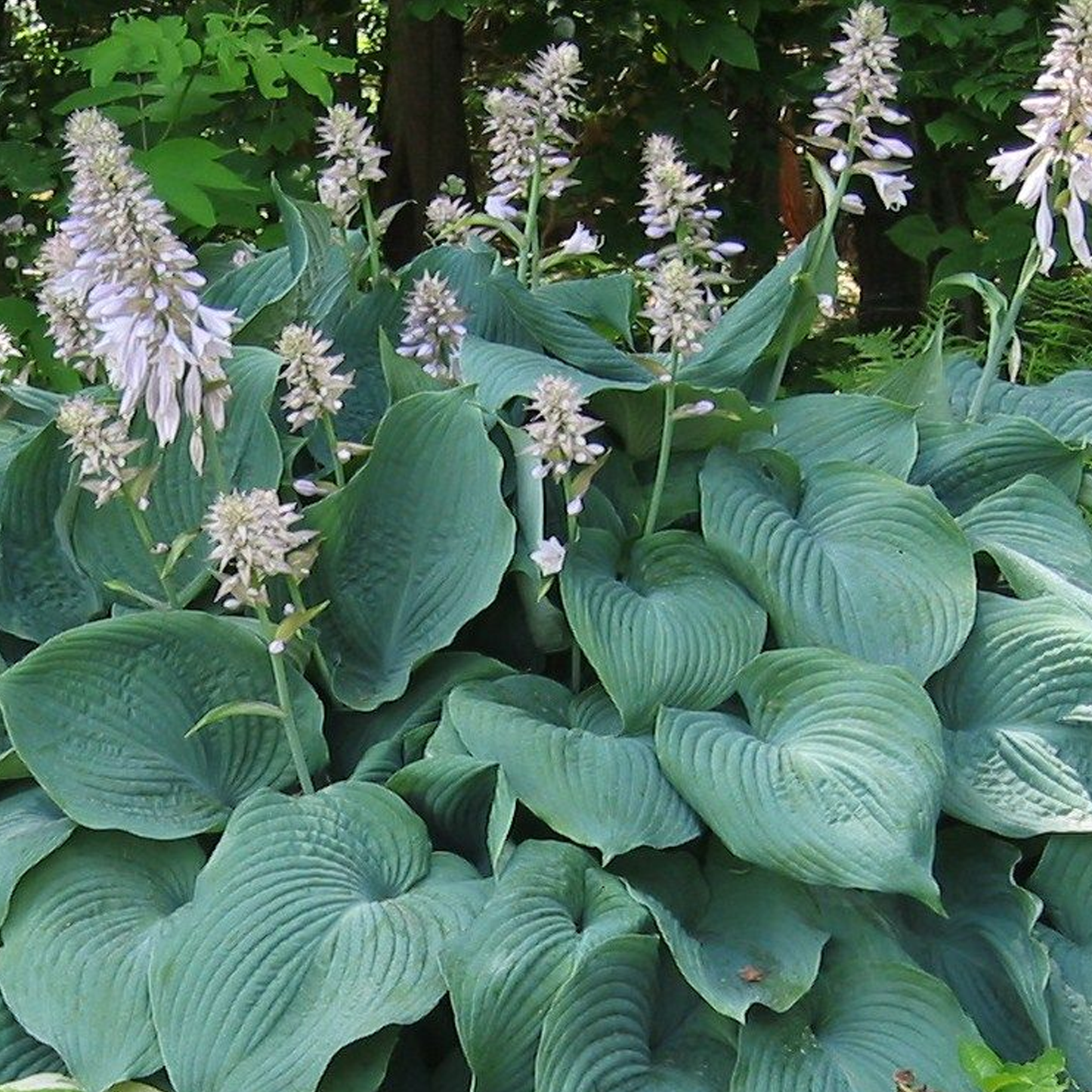 Hosta Blue Angel (9cm)