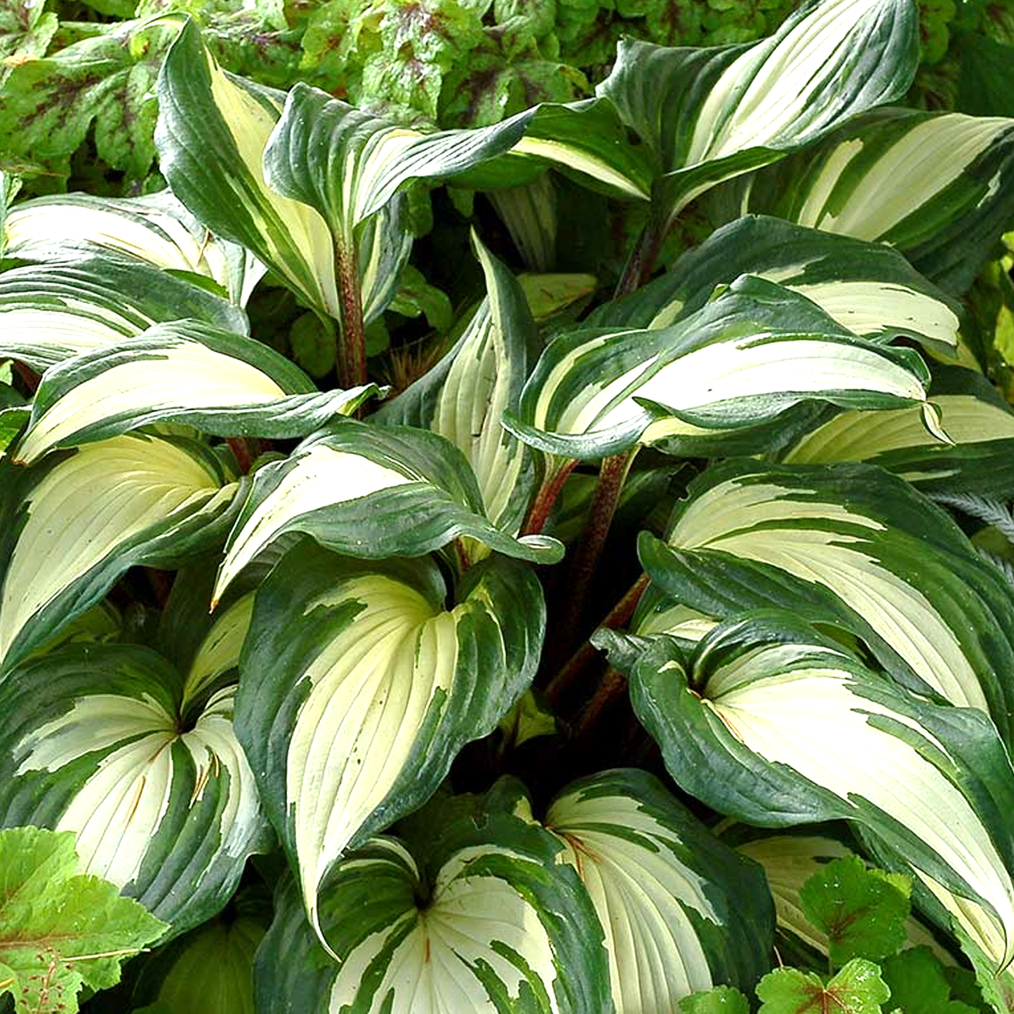 Hosta Raspberry Sundae (9cm)