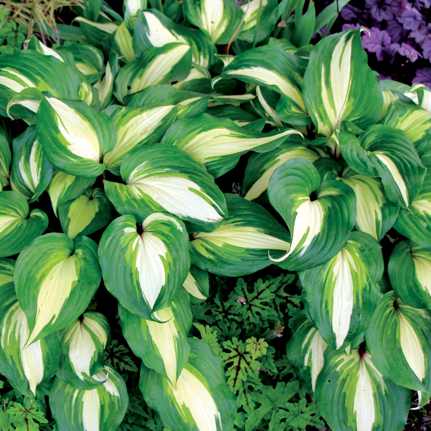 Hosta Raspberry Sundae (9cm)