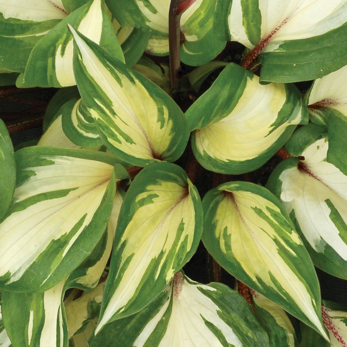 Hosta Raspberry Sundae (9cm)