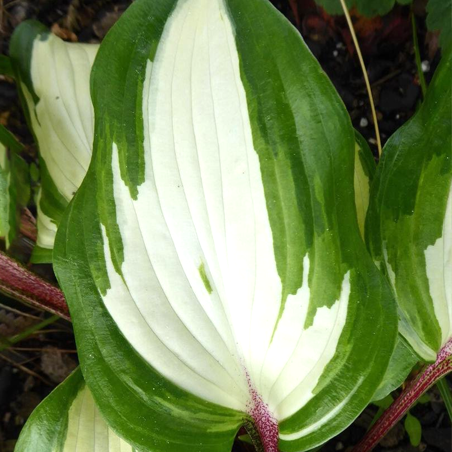 Hosta Raspberry Sundae (9cm)