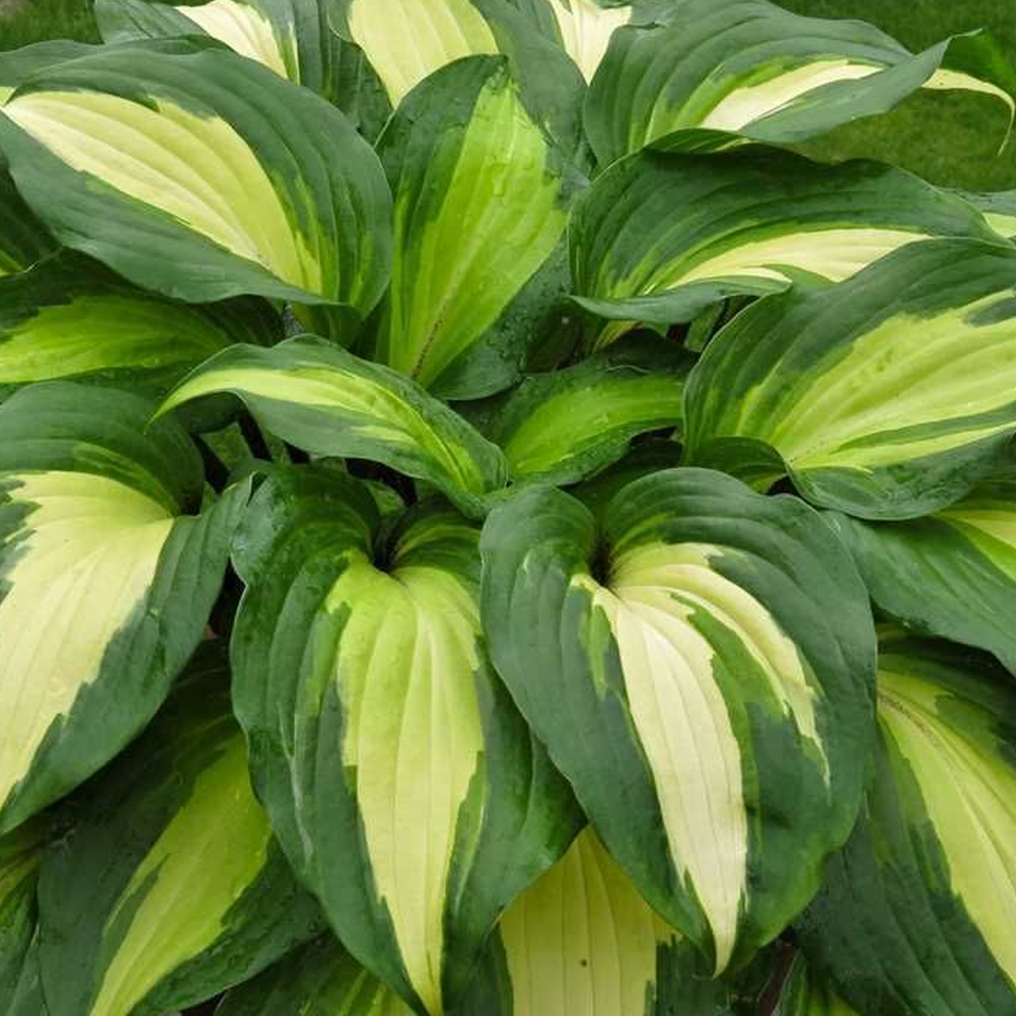 Hosta Raspberry Sundae (9cm)