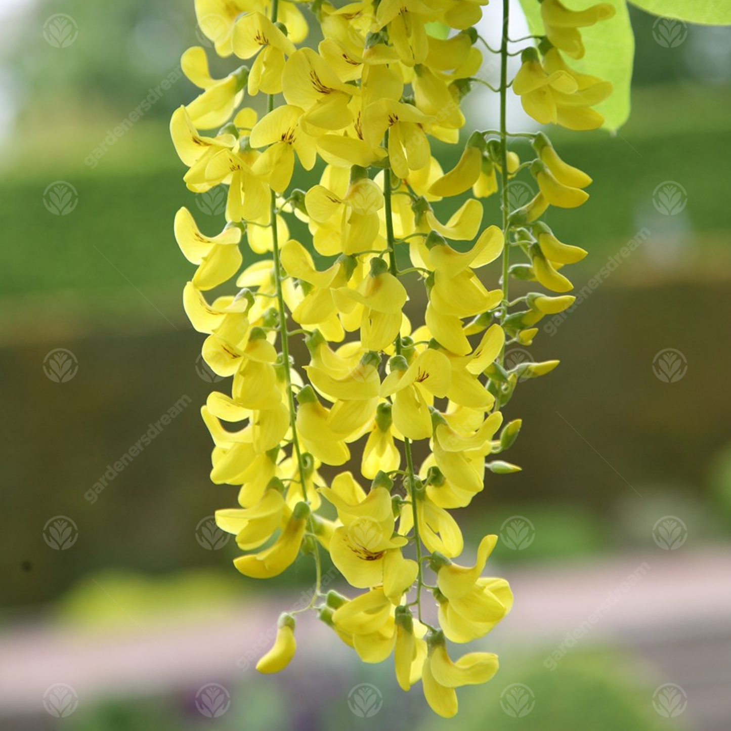 Laburnum Vossii Tree (12L, 5-6ft)
