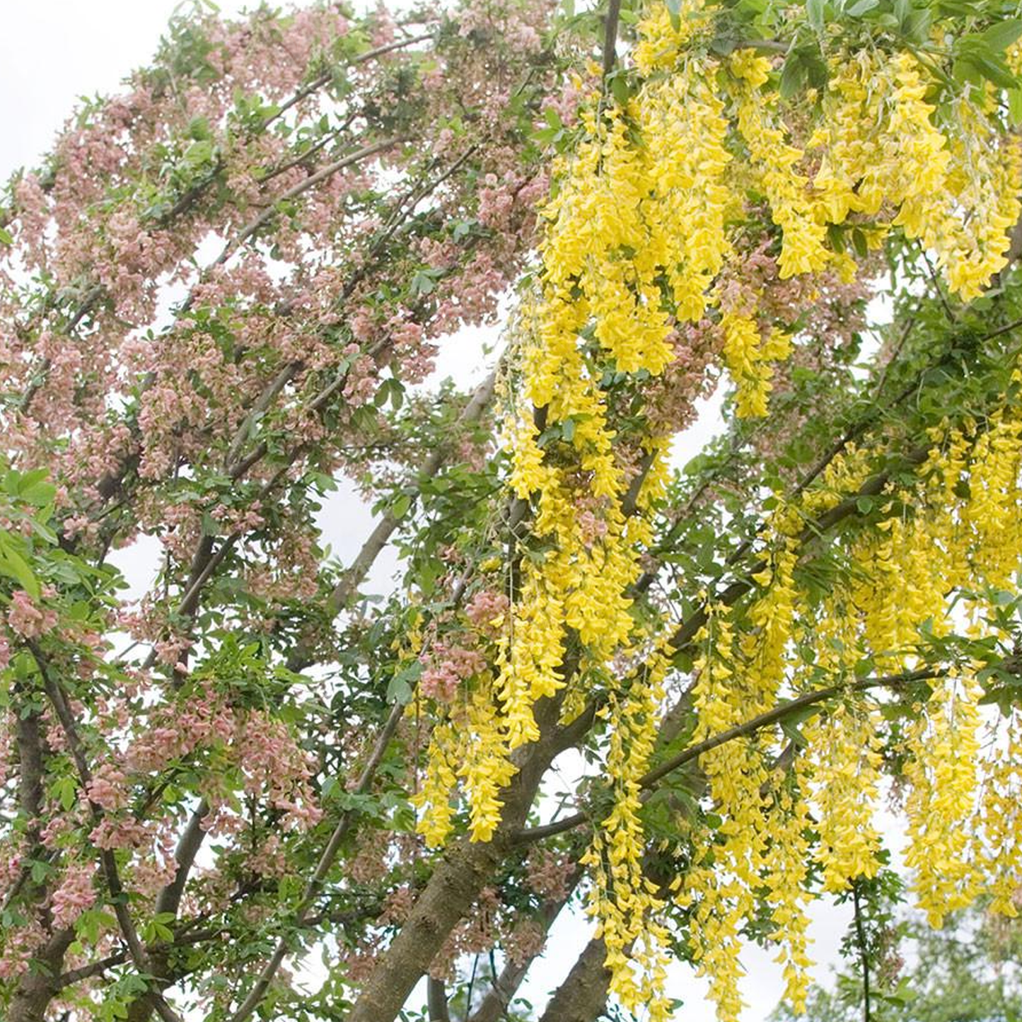 Laburnum Vossii Tree (12L, 5-6ft)