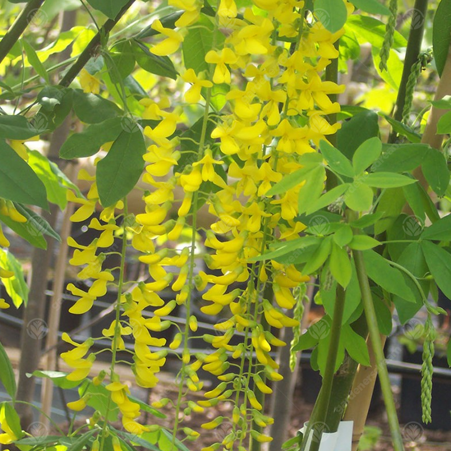 Laburnum Vossii Tree (12L, 5-6ft)
