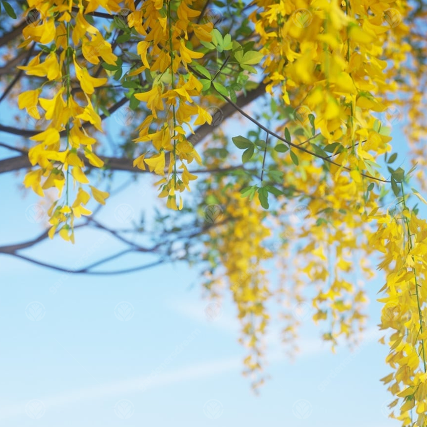 Laburnum Vossii Tree (12L, 5-6ft)