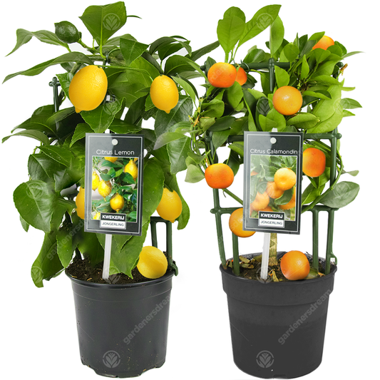 Lemon & Orange Tree Combo - (1 Orange & 1 Lemon, 12cm)