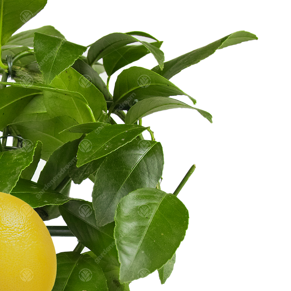 Lemon & Orange Tree Combo - (1 Orange & 1 Lemon, 12cm)
