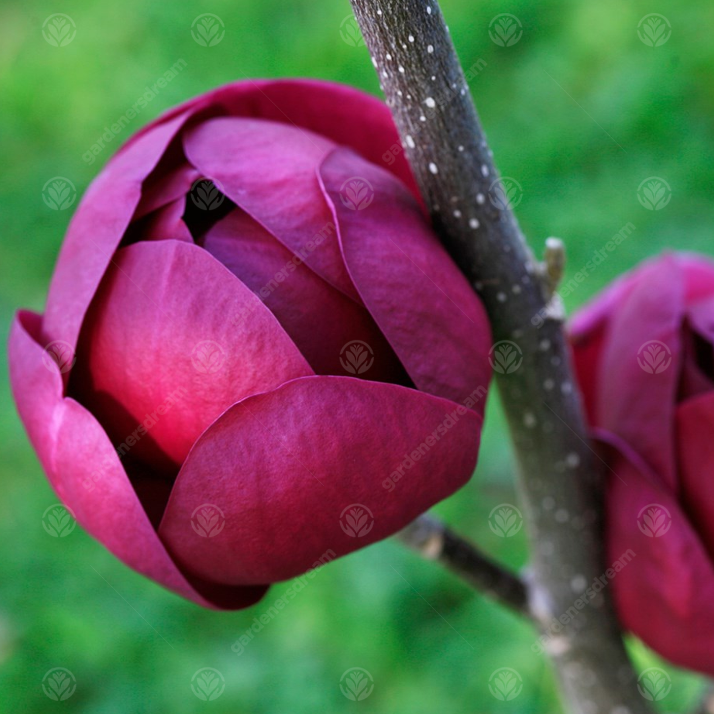 Magnolia Black Tulip Tree (7.5L, 4-5ft)