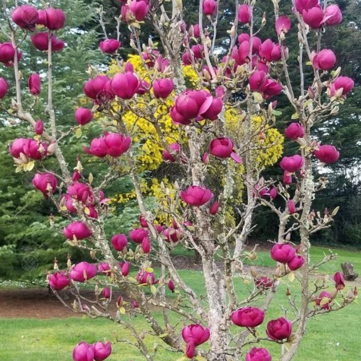 Magnolia Black Tulip Tree (7.5L, 4-5ft)