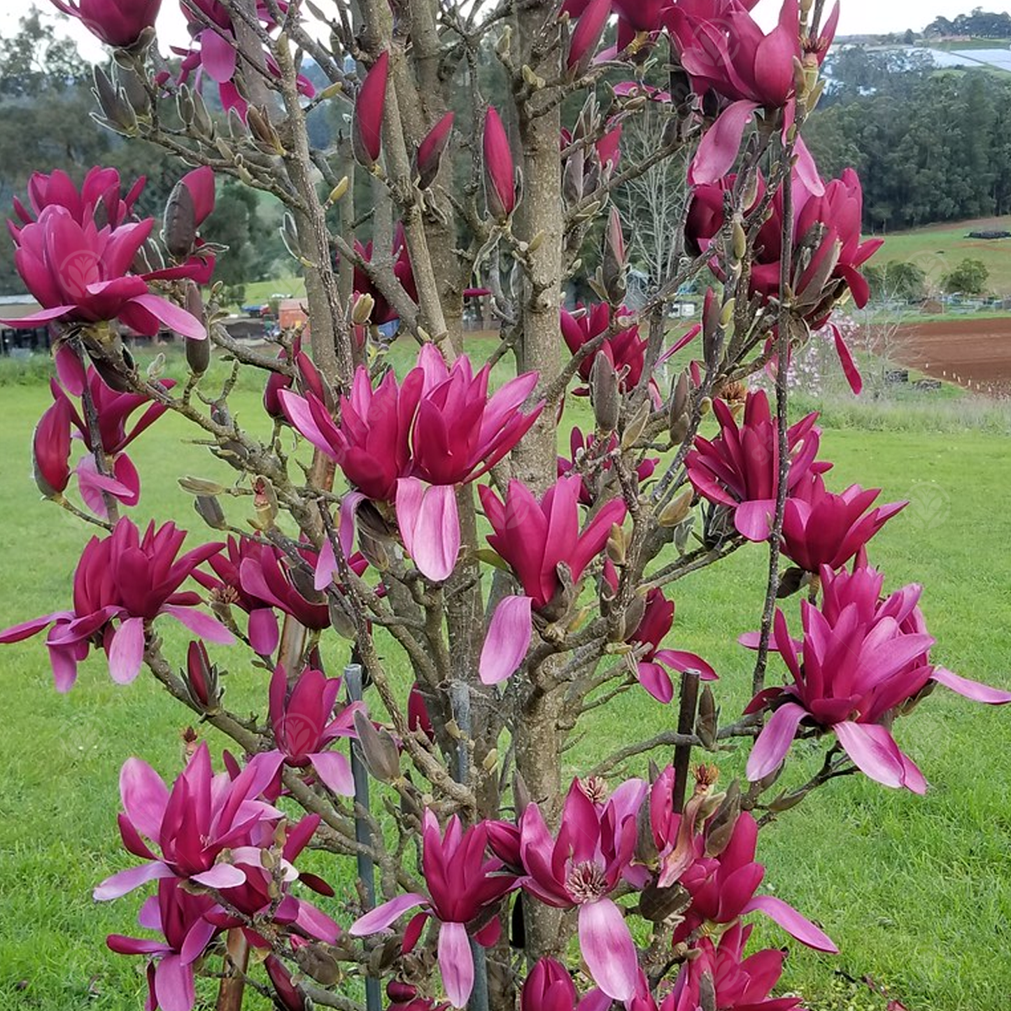 Magnolia Burgundy Star Tree (7.5L, 4-5ft)