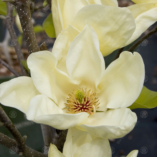 Magnolia Elizabeth Tree (7.5L, 4-5ft)