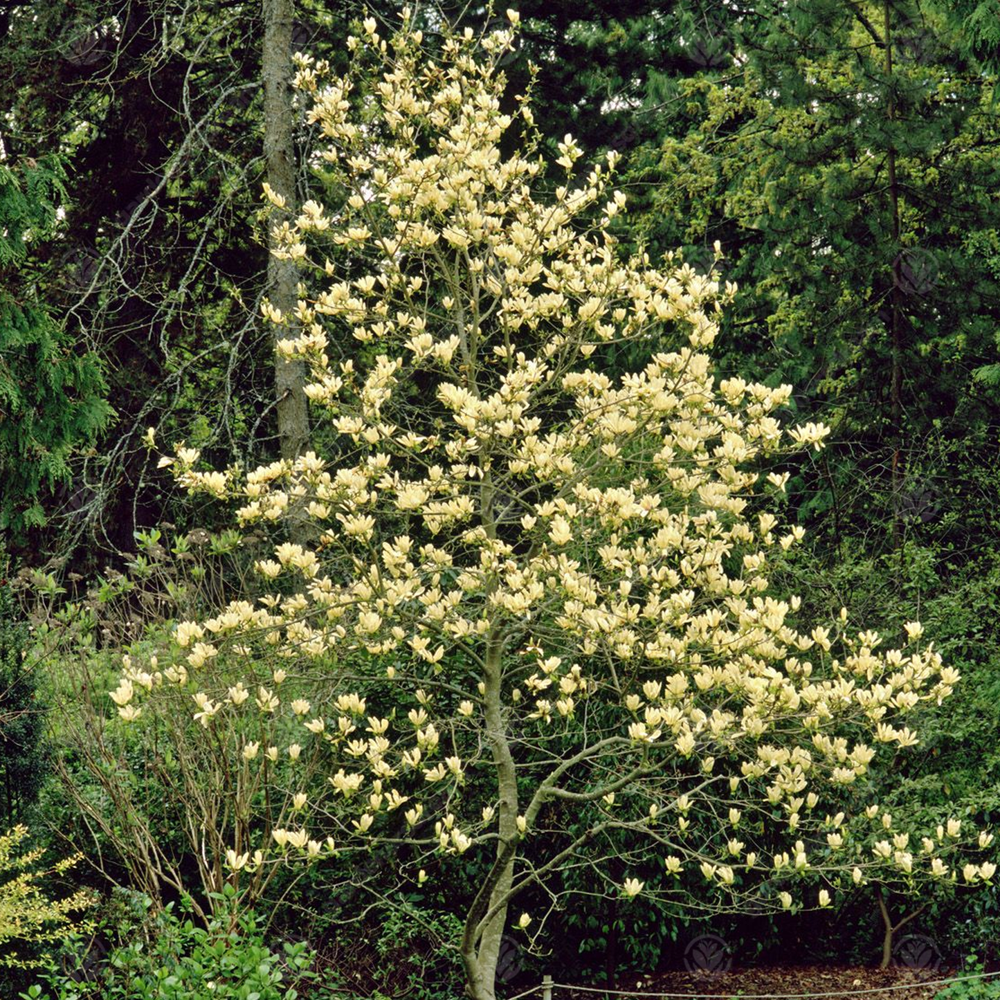 Magnolia Elizabeth Tree (7.5L, 4-5ft)