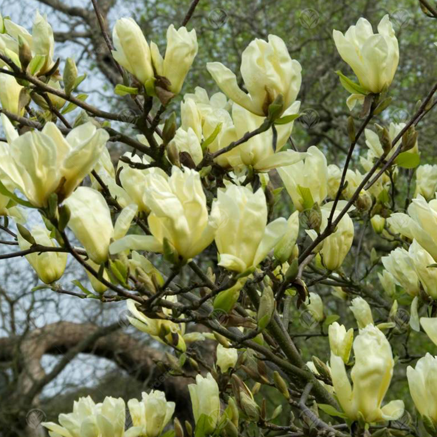 Magnolia Elizabeth Tree (7.5L, 4-5ft)