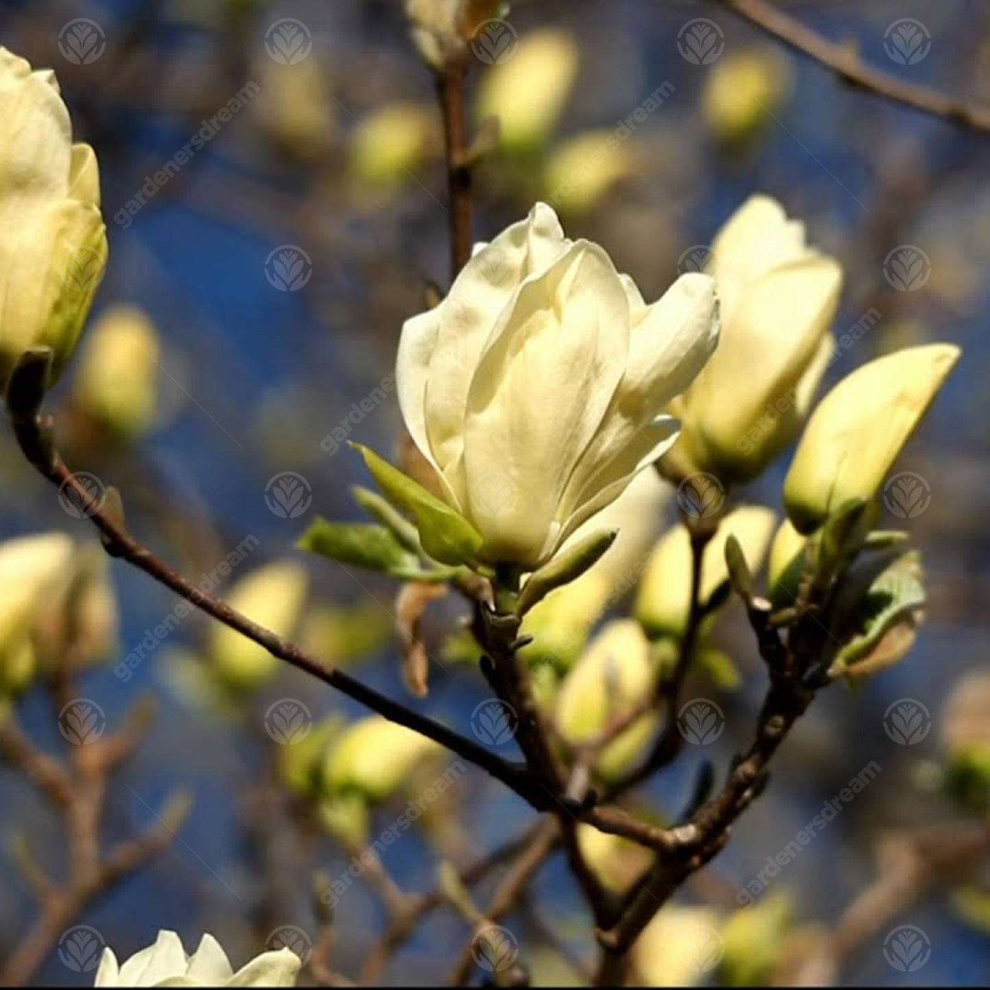 Magnolia Elizabeth Tree (7.5L, 4-5ft)