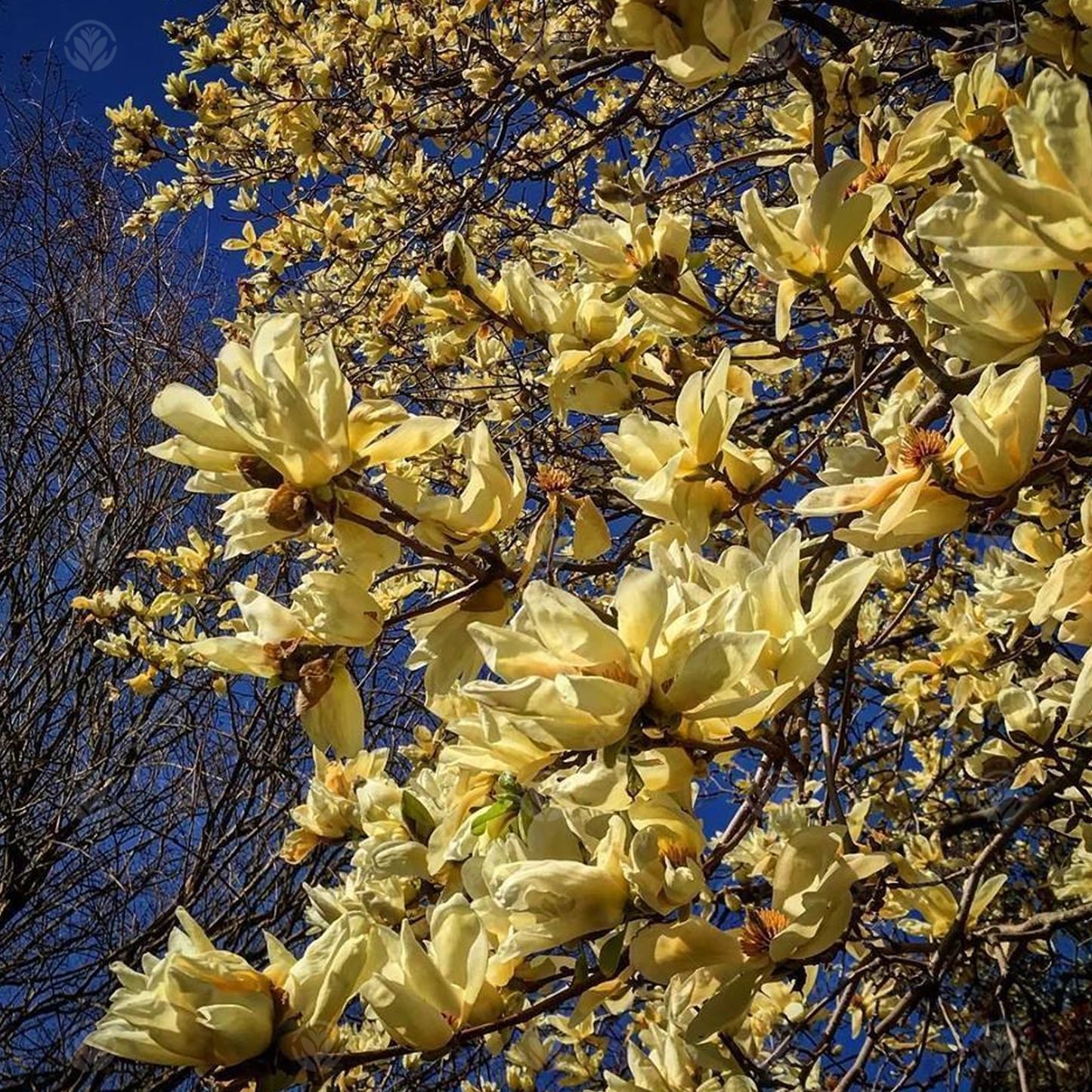 Magnolia Elizabeth Tree (7.5L, 4-5ft)