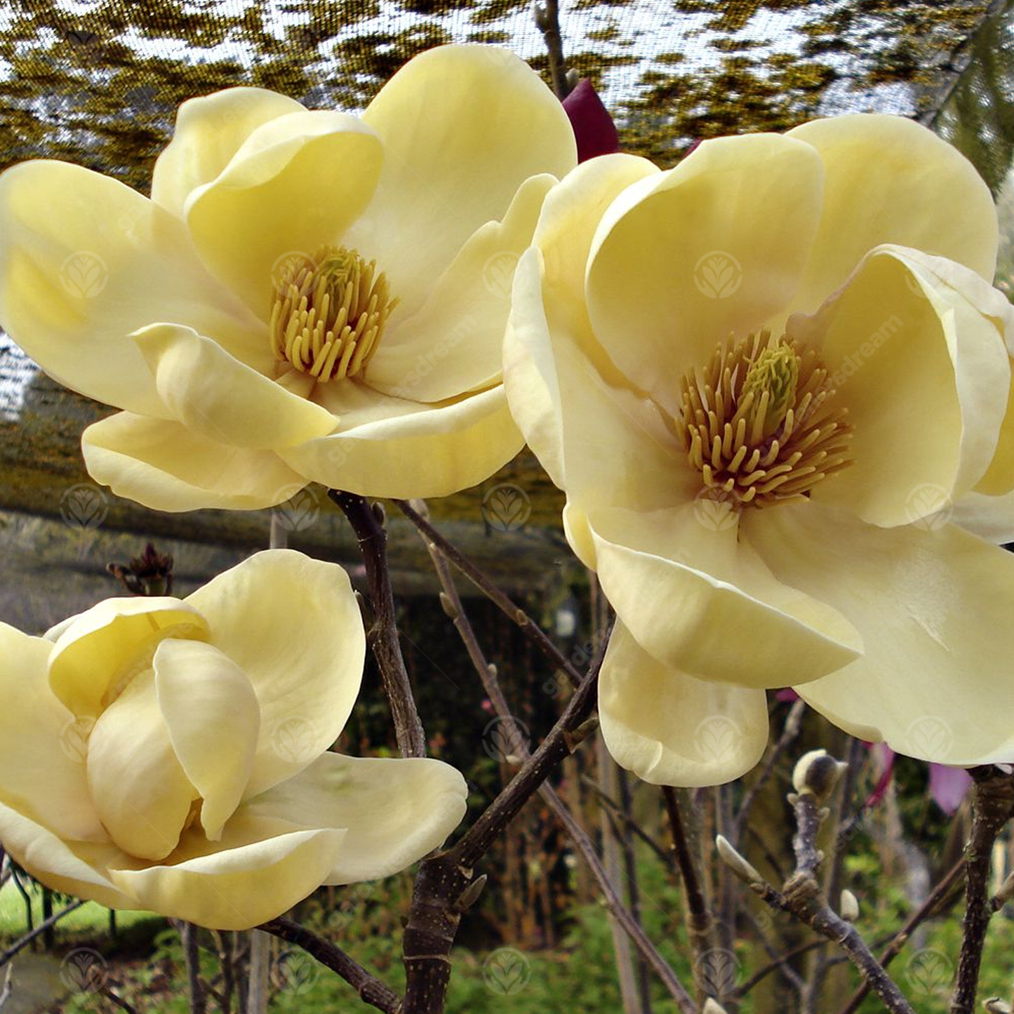 Magnolia Honey Tulip Tree (7.5L, 4-5ft)