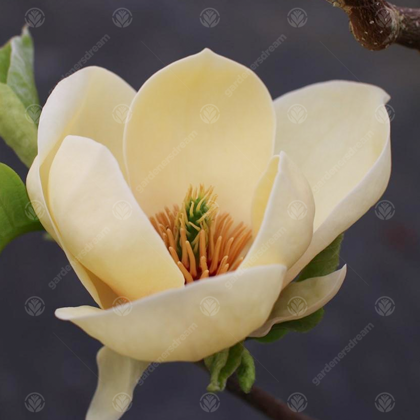 Magnolia Honey Tulip Tree (7.5L, 4-5ft)