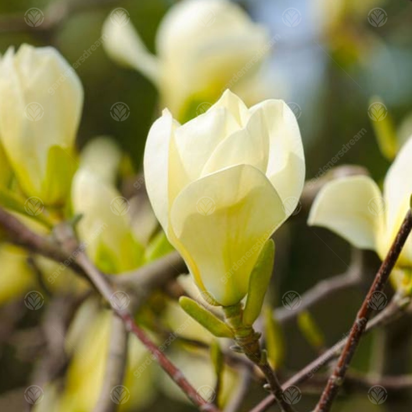 Magnolia Honey Tulip Tree (7.5L, 4-5ft)