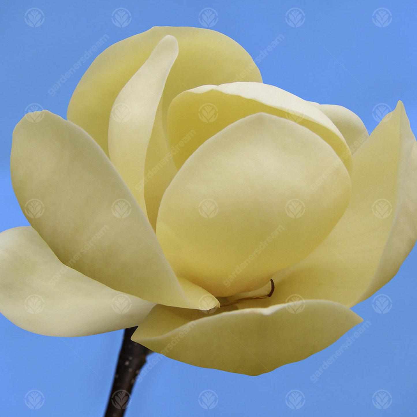 Magnolia Honey Tulip Tree (7.5L, 4-5ft)