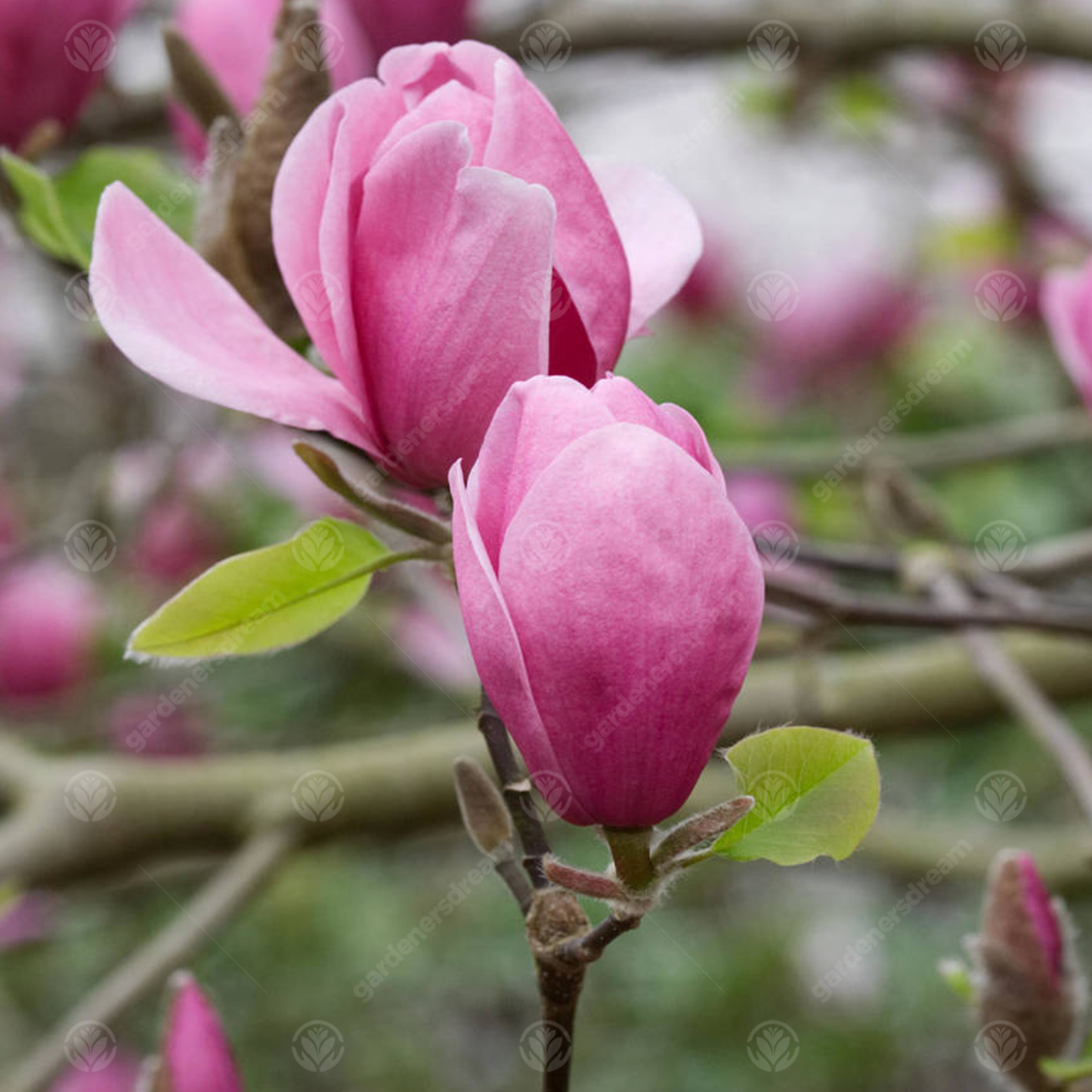 Magnolia Ians Red Tree (7.5L, 4-5ft)