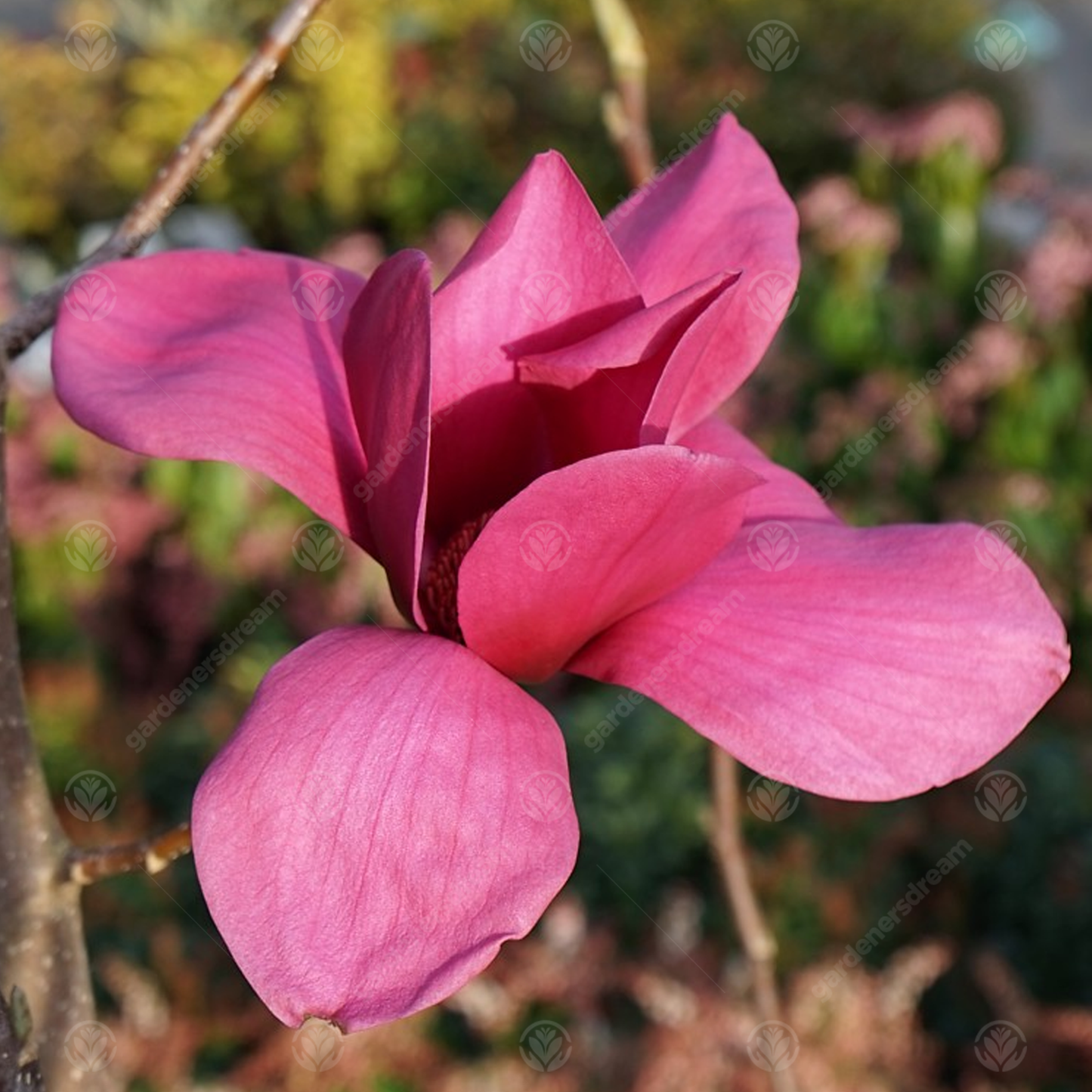 Magnolia Ians Red Tree (7.5L, 4-5ft)