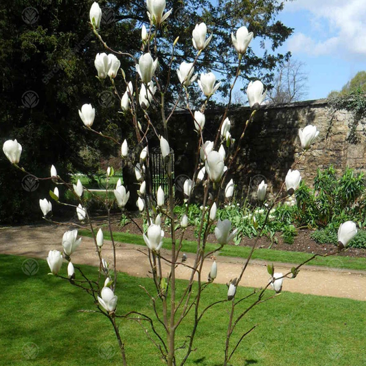 Magnolia Manchu Fan Tree (7.5L, 4-5ft)