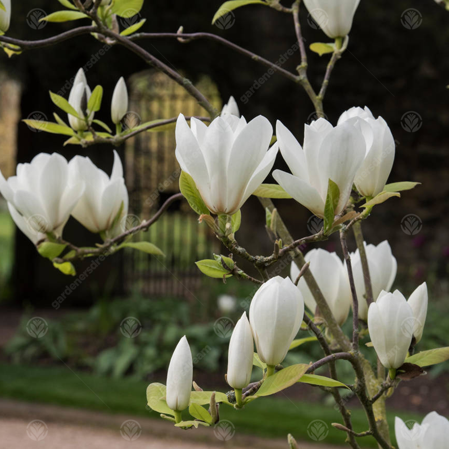 Magnolia Manchu Fan Tree (7.5L, 4-5ft)