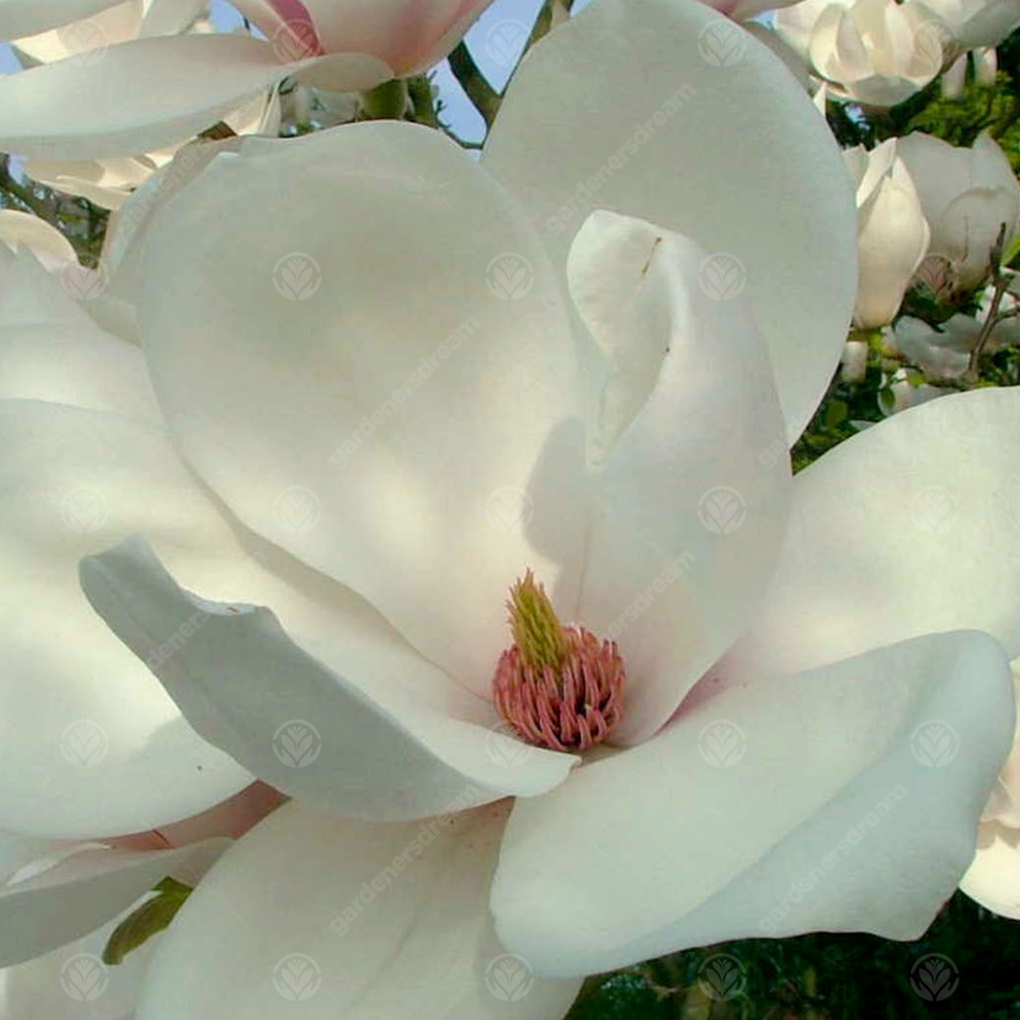Magnolia Manchu Fan Tree (7.5L, 4-5ft)