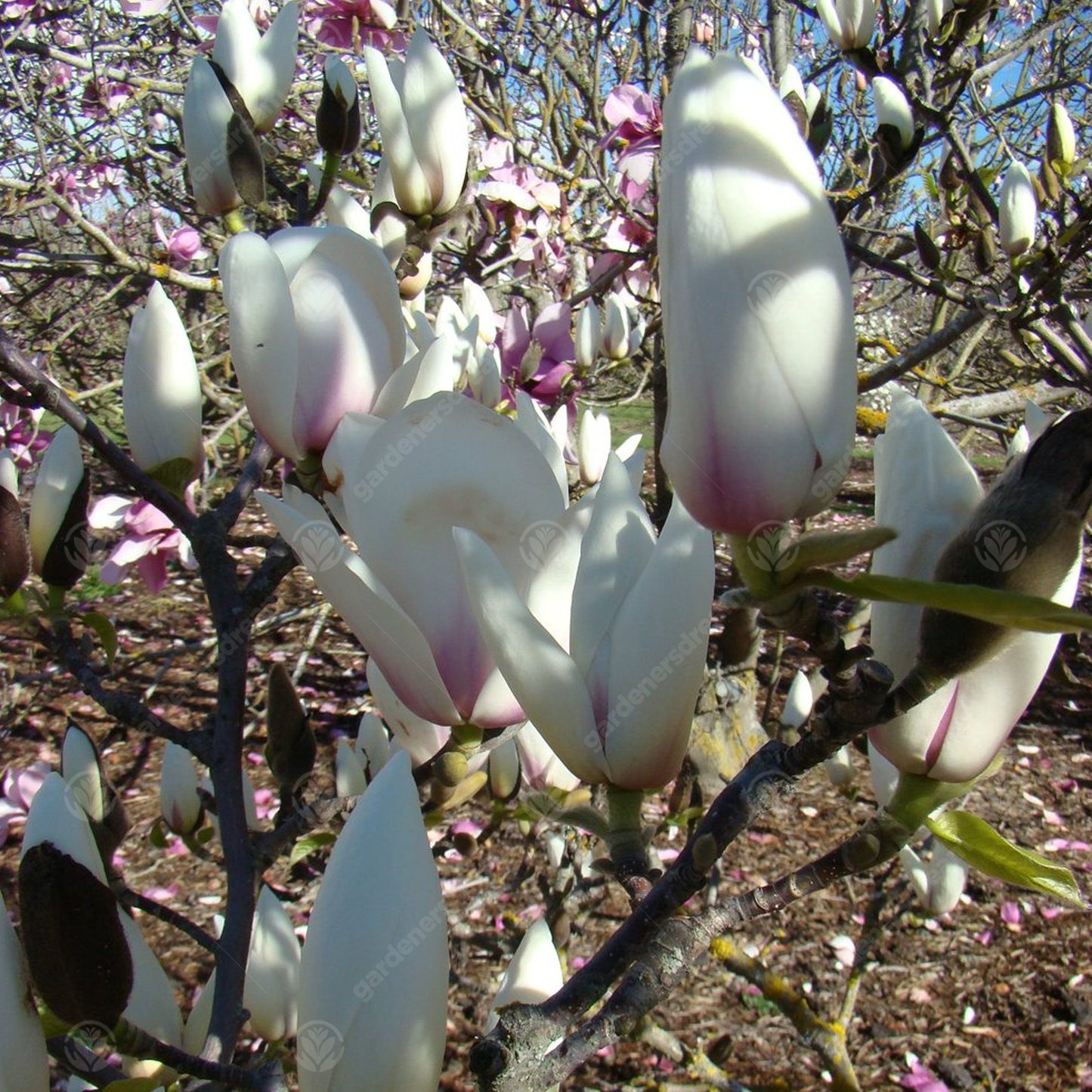 Magnolia Manchu Fan Tree (7.5L, 4-5ft)