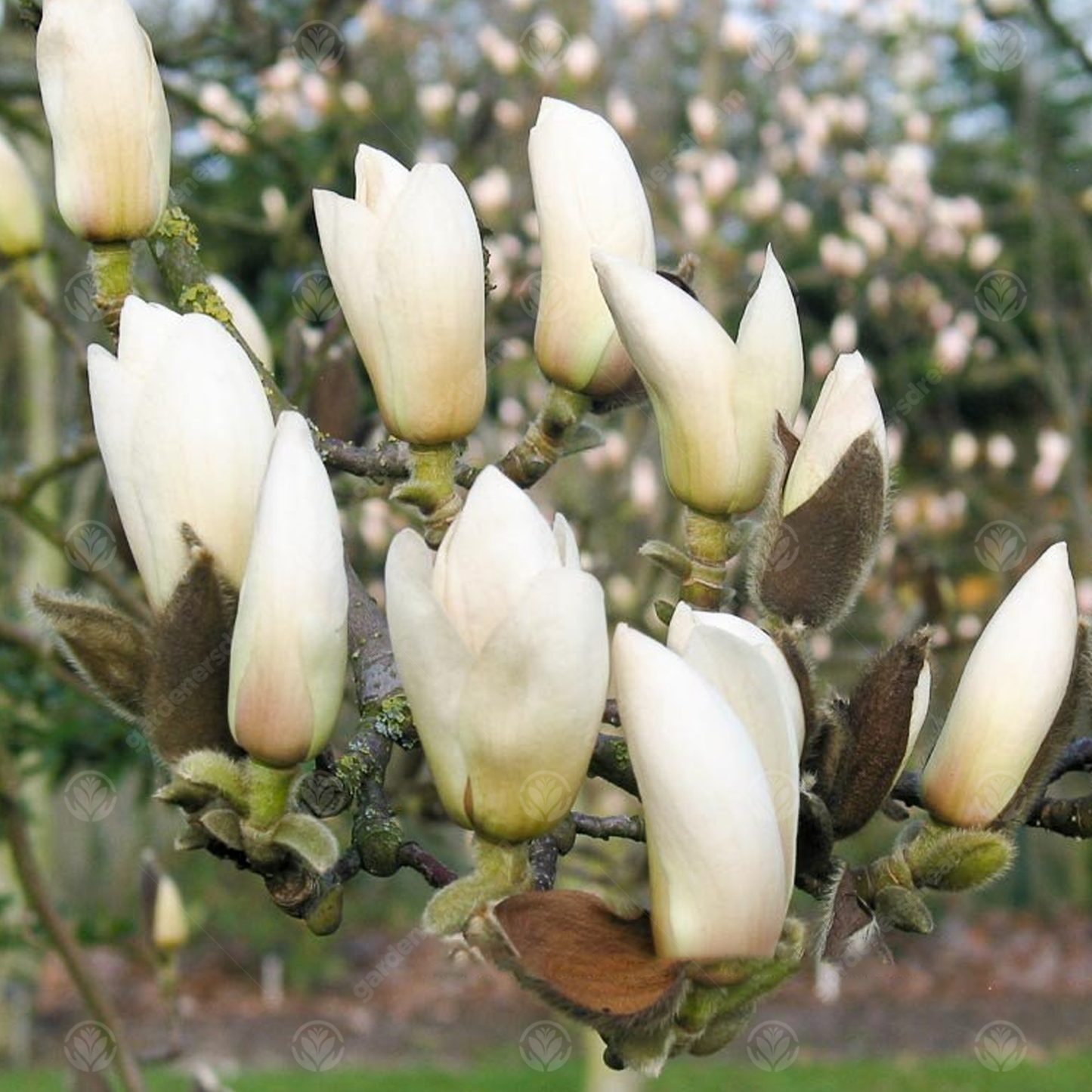 Magnolia Manchu Fan Tree (7.5L, 4-5ft)