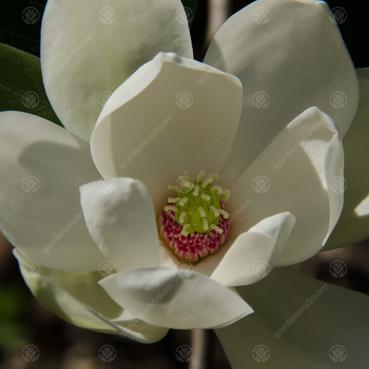 Magnolia Porcelain Dove Tree (7.5L, 4-5ft)