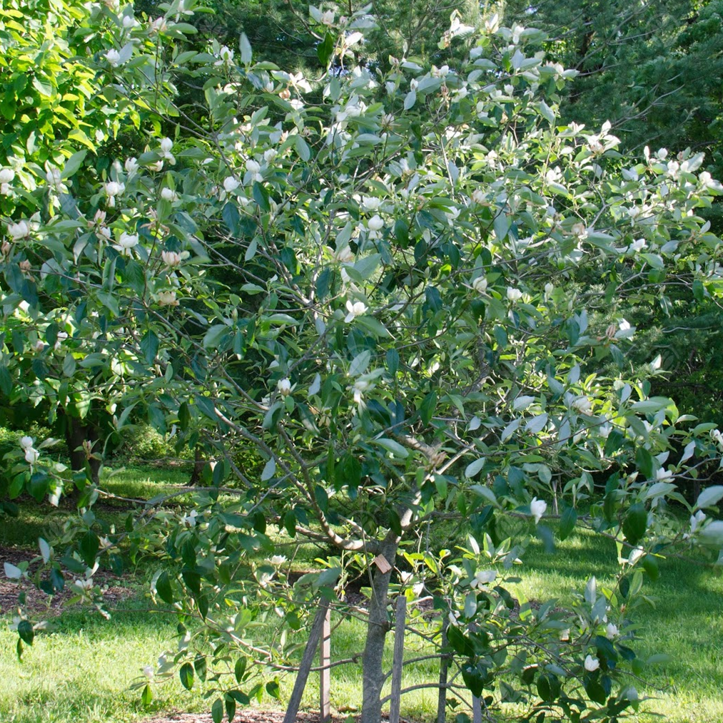 Magnolia Porcelain Dove Tree (7.5L, 4-5ft)