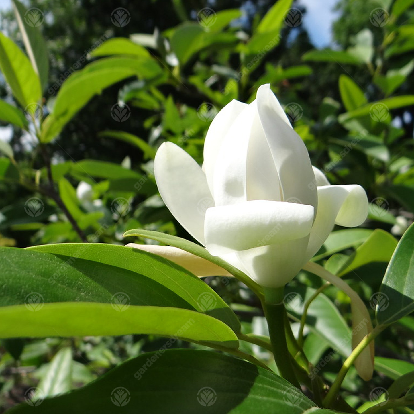 Magnolia Porcelain Dove Tree (7.5L, 4-5ft)