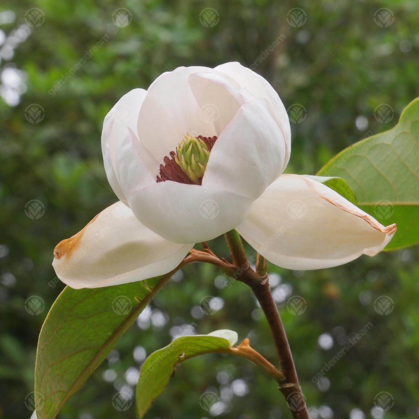 Magnolia Porcelain Dove Tree (7.5L, 4-5ft)