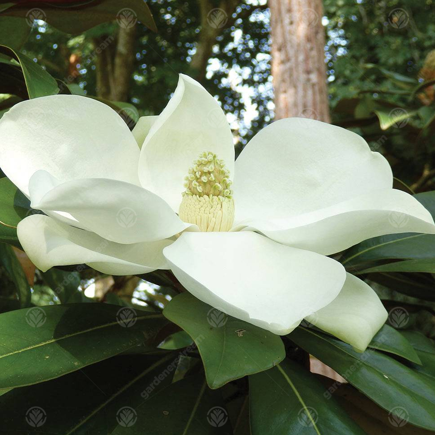 Magnolia Exmouth Tree (7.5L, 4-5ft)
