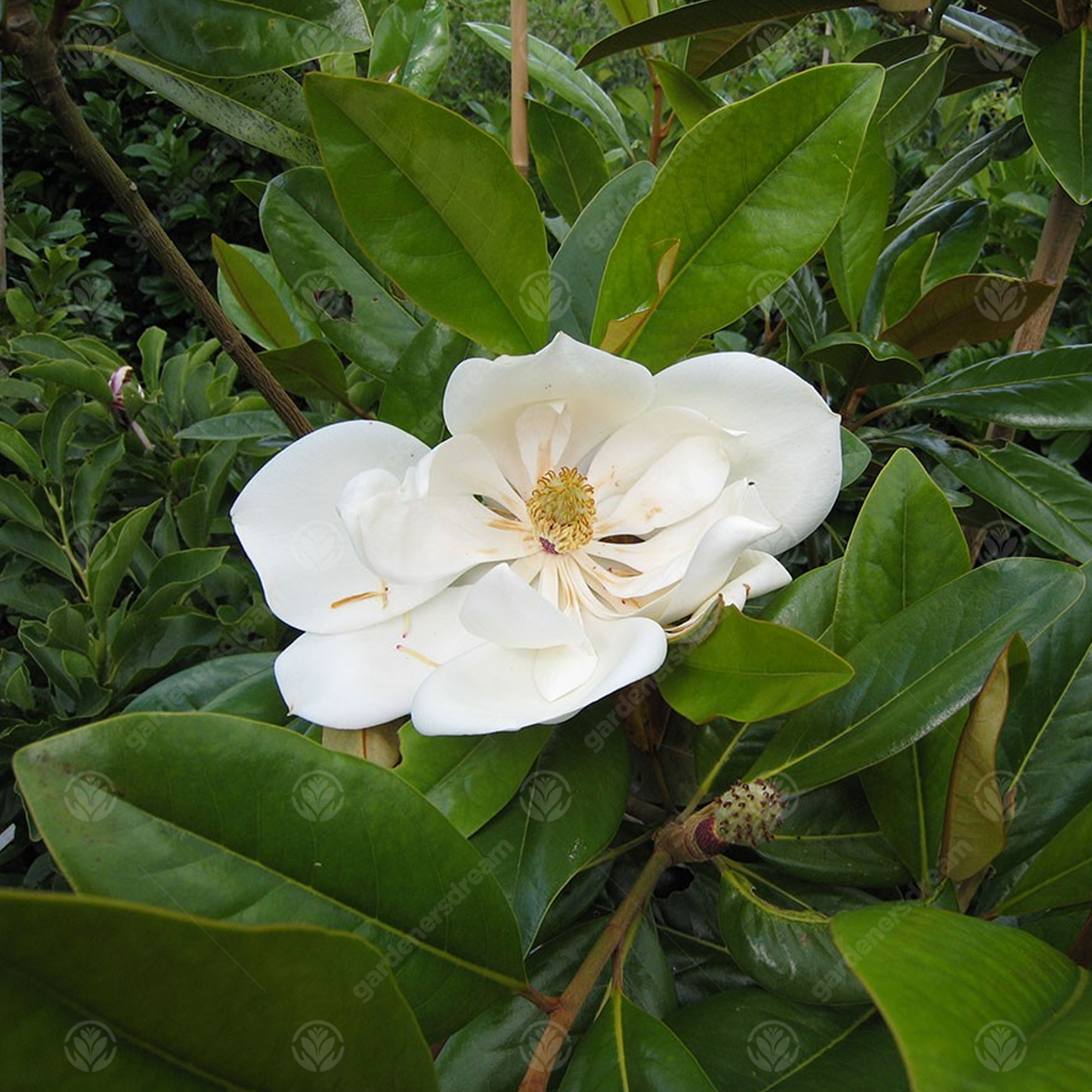 Magnolia Exmouth Tree (7.5L, 4-5ft)