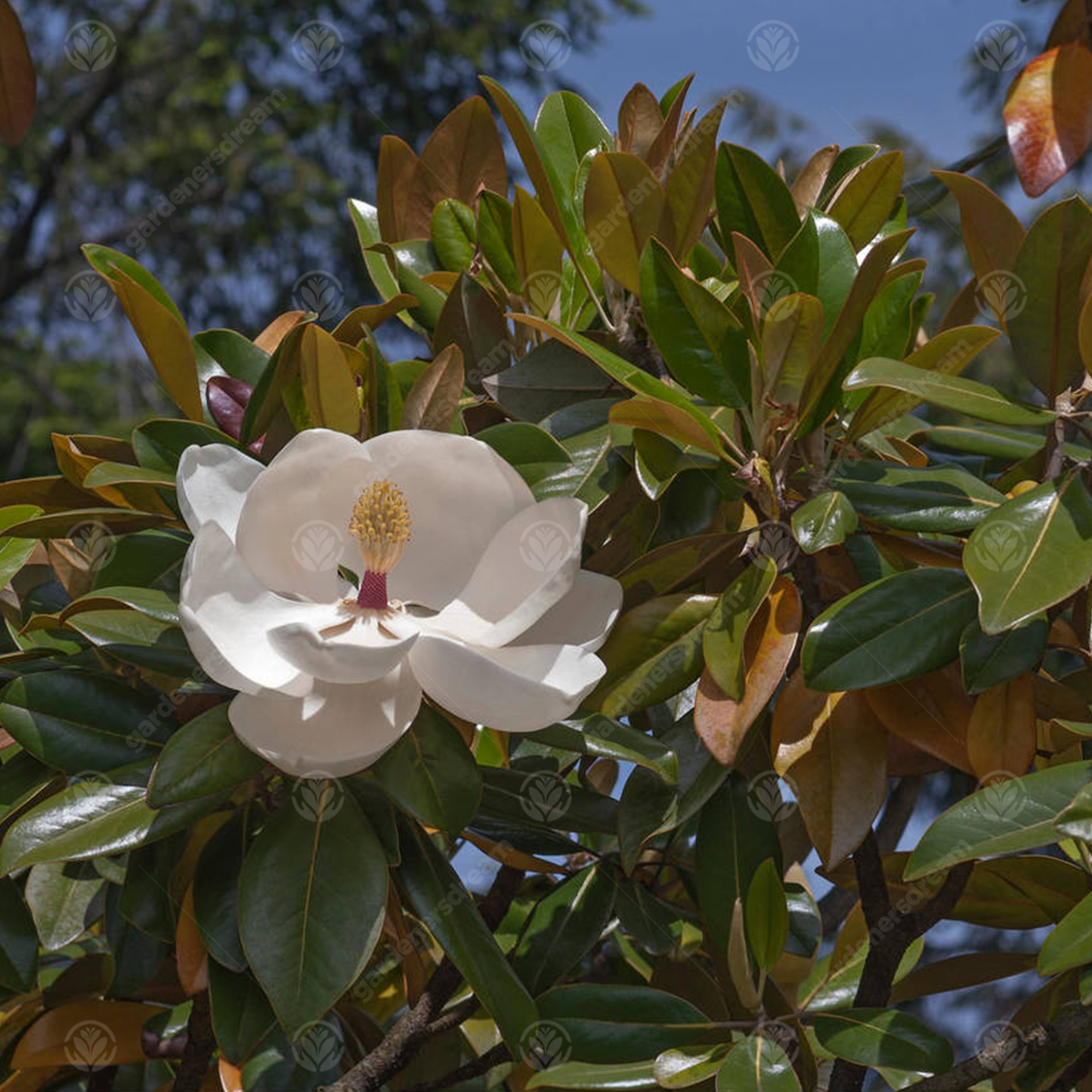 Magnolia Exmouth Tree (7.5L, 4-5ft)