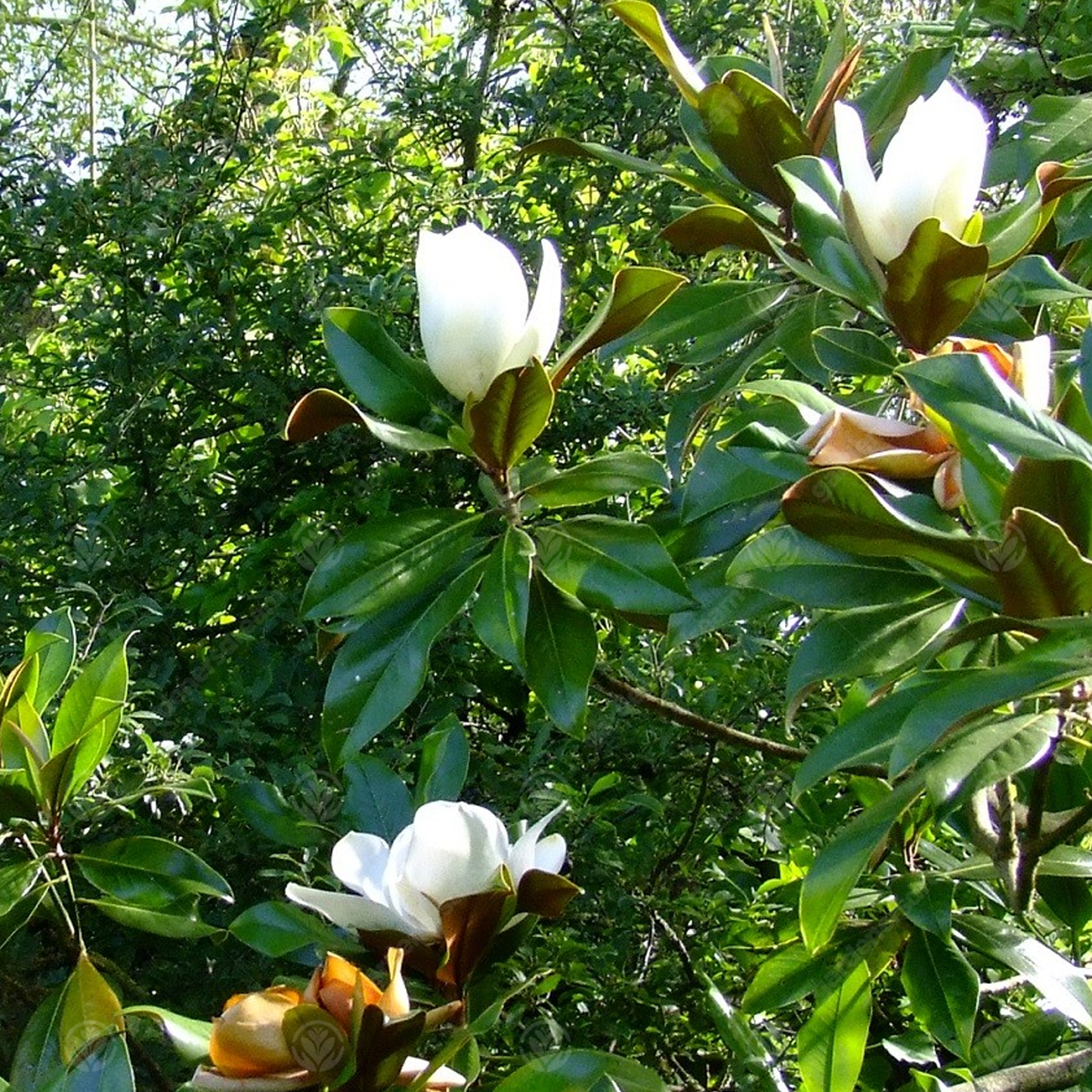 Magnolia Galissoniere Tree (7.5L, 4-5ft)