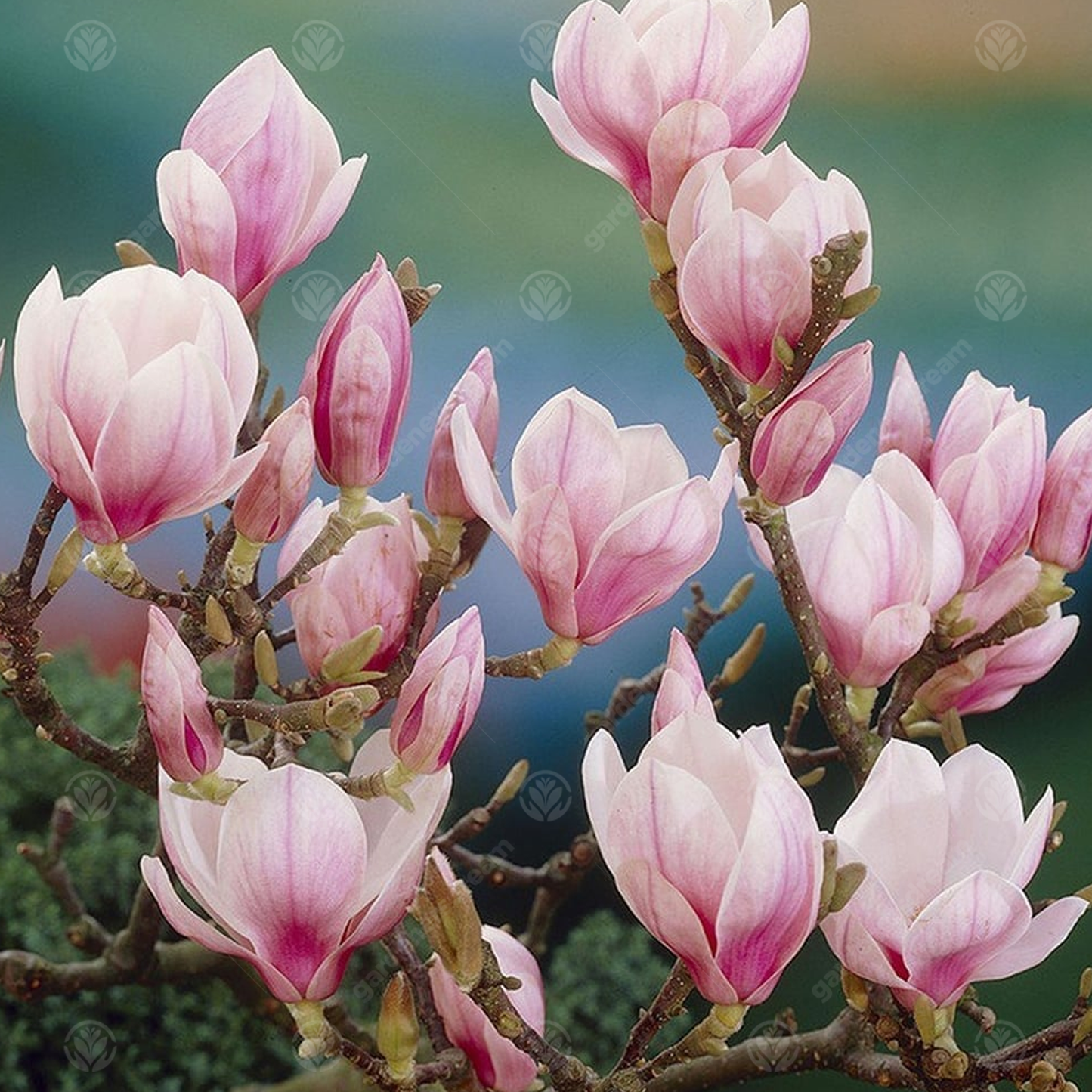 Magnolia Picture Tree (7.5L, 4-5ft)