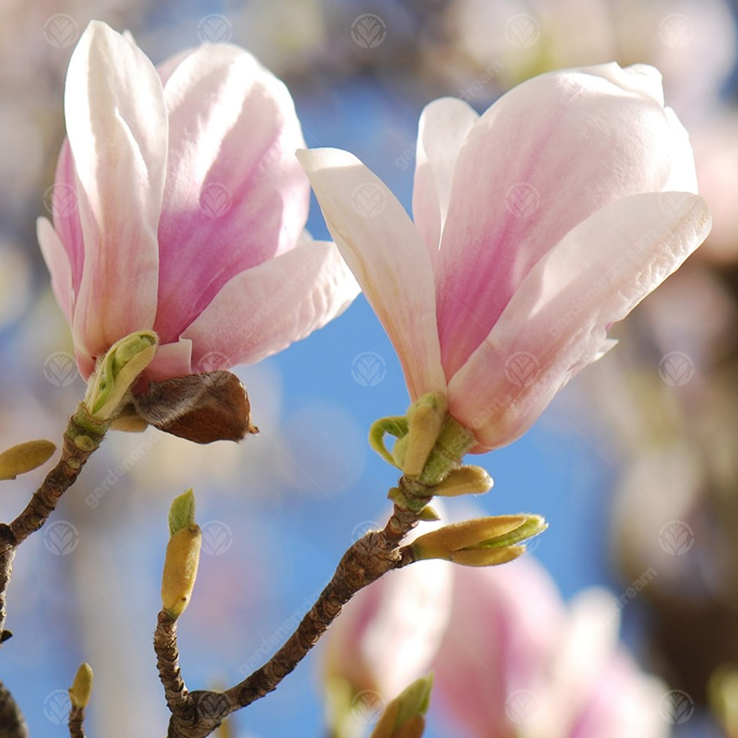 Magnolia Picture Tree (7.5L, 4-5ft)